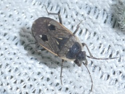 Graptopeltus lynceus